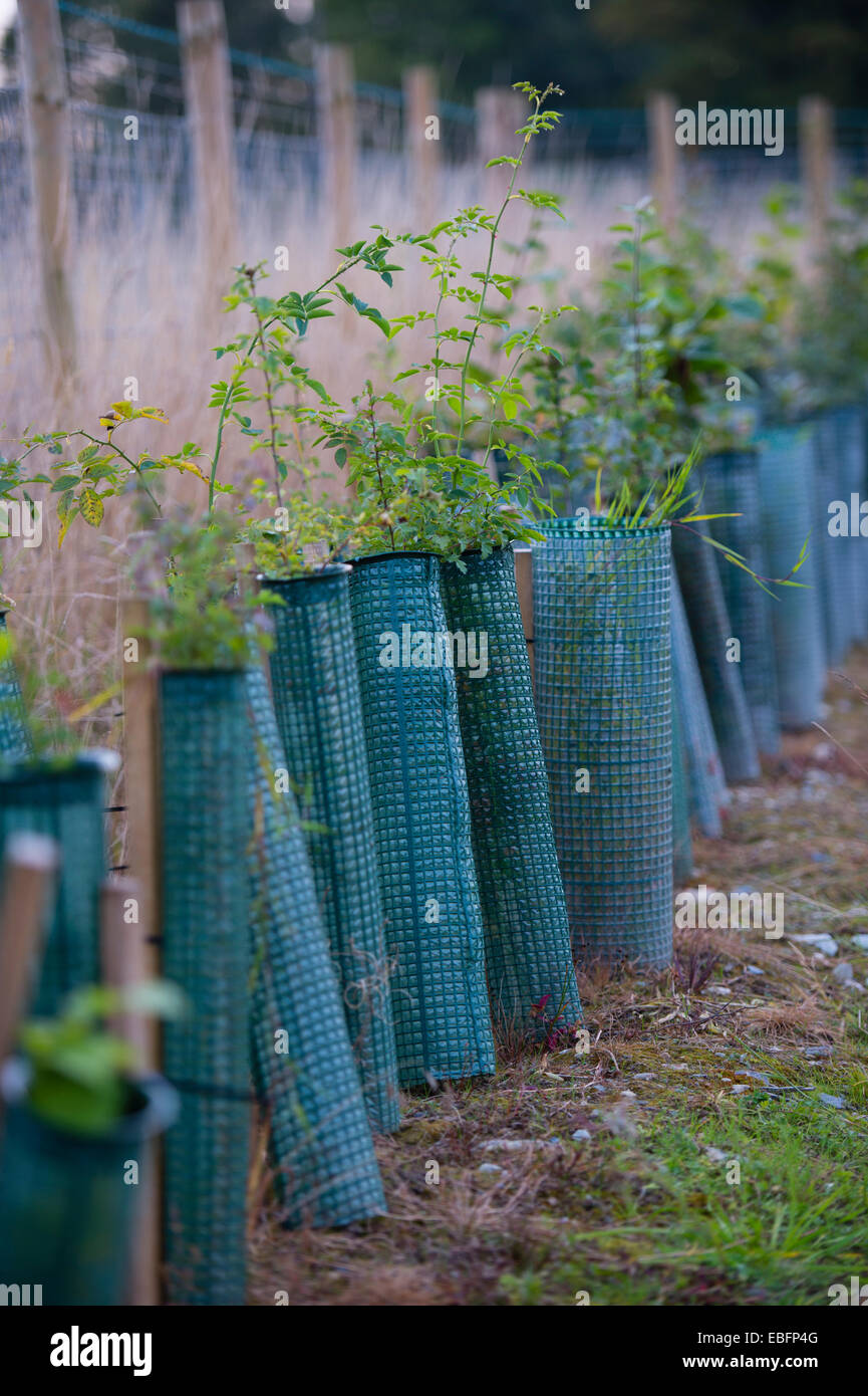 Una fila di bulbi per alberi giovani piante piantate con interno in  plastica dei manicotti di protezione in corrispondenza del lato della nuova  strada Wales UK Foto stock - Alamy