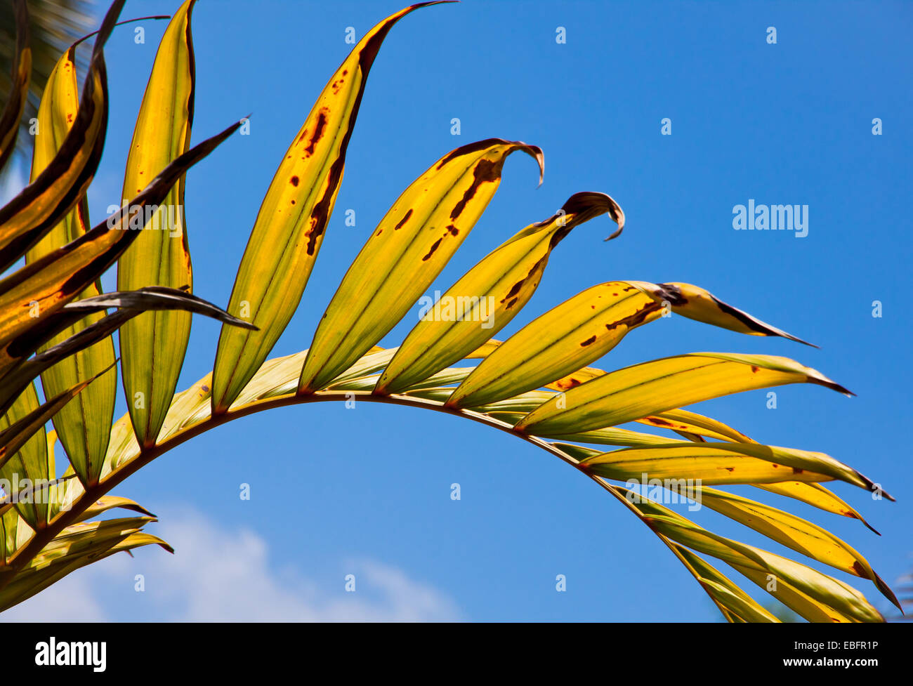 Giallo-verde di foglie di palma con vene radiale osservata contro la luce diretta del sole Foto Stock