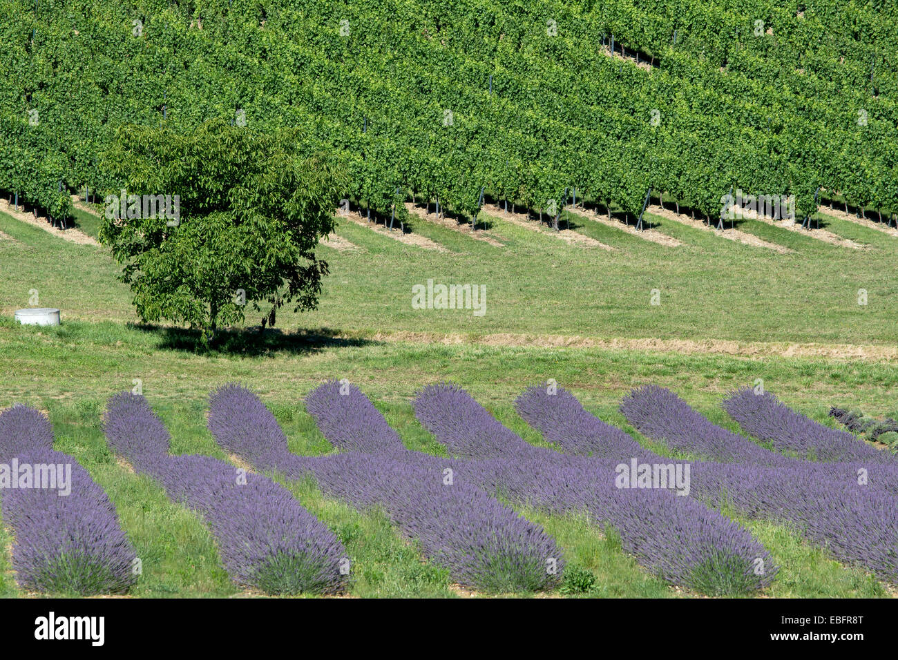 La lavanda, vigne e un albero di noce a metà estate in un piccolo vigneto nel sud della Francia Foto Stock