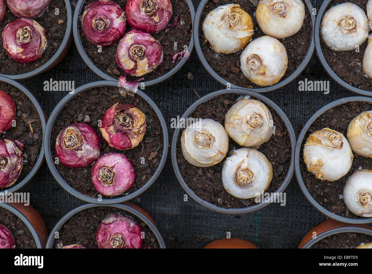 Bulbi di giacinto pots Foto Stock
