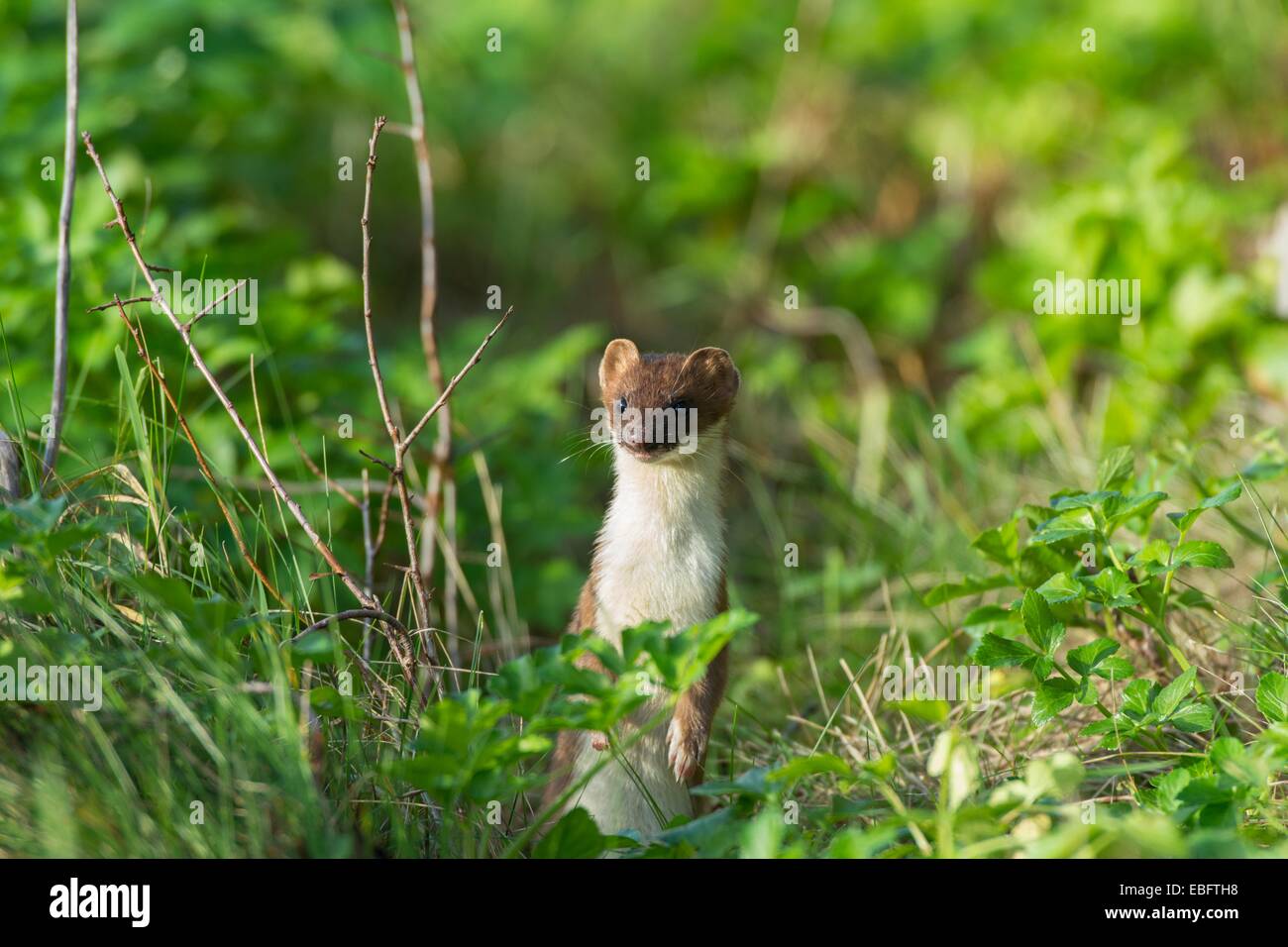 Unione Ermellino - Mustela erminea, nella postura di avviso. Foto Stock
