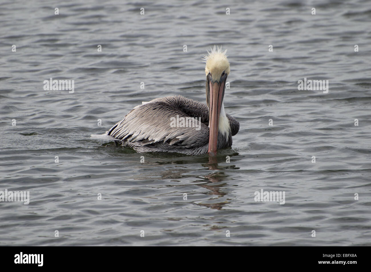 Brown Pelican Floating Foto Stock