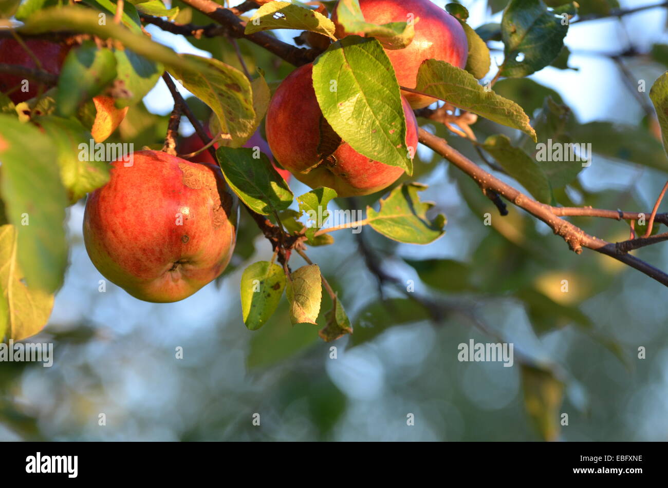 Mazzetto di mele nella struttura ad albero Foto Stock