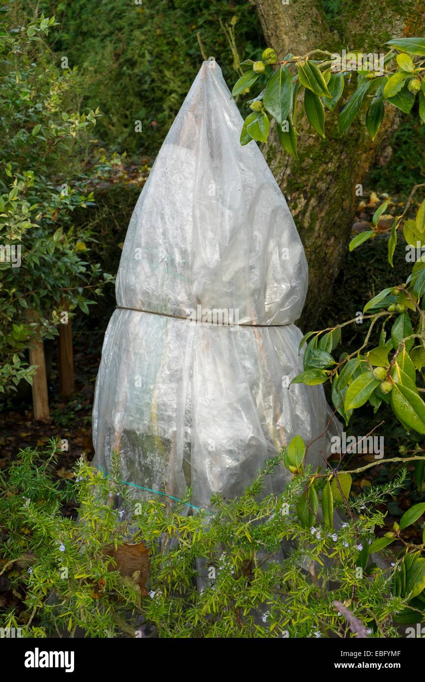 Offerta di impianti di cui la protezione contro il gelo inverno Foto Stock