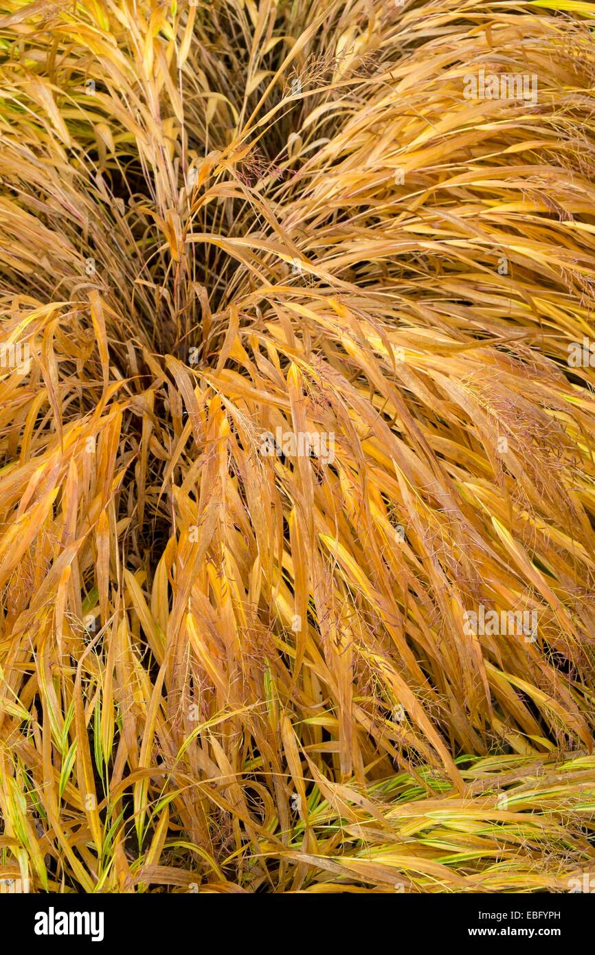 Erba ornamentale Hakonechloa macra "aureola" , fogliame diventano dorate all'inizio dell'inverno. Foto Stock