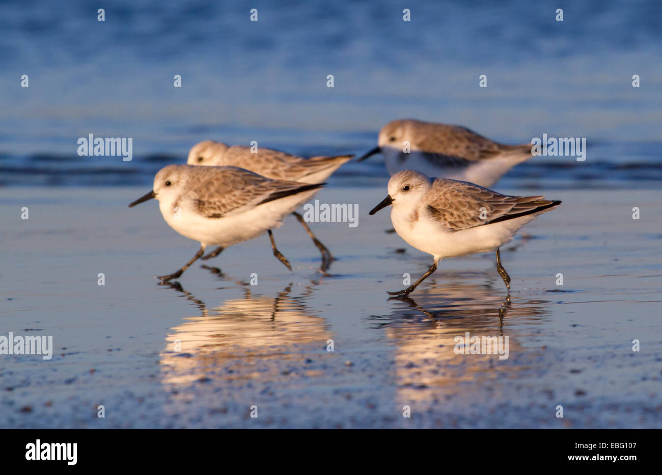 Un gruppo di sanderlings (Calidris alba) in inverno del piumaggio in esecuzione sulla costa dell'oceano al tramonto. Galveston, Texas, Stati Uniti d'America. Foto Stock