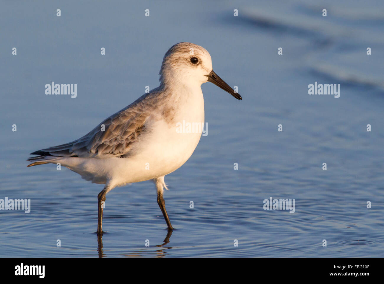 Sanderling (Calidris alba) in inverno piumaggio sulla costa dell'oceano al tramonto. Galveston, Texas, Stati Uniti d'America. Foto Stock