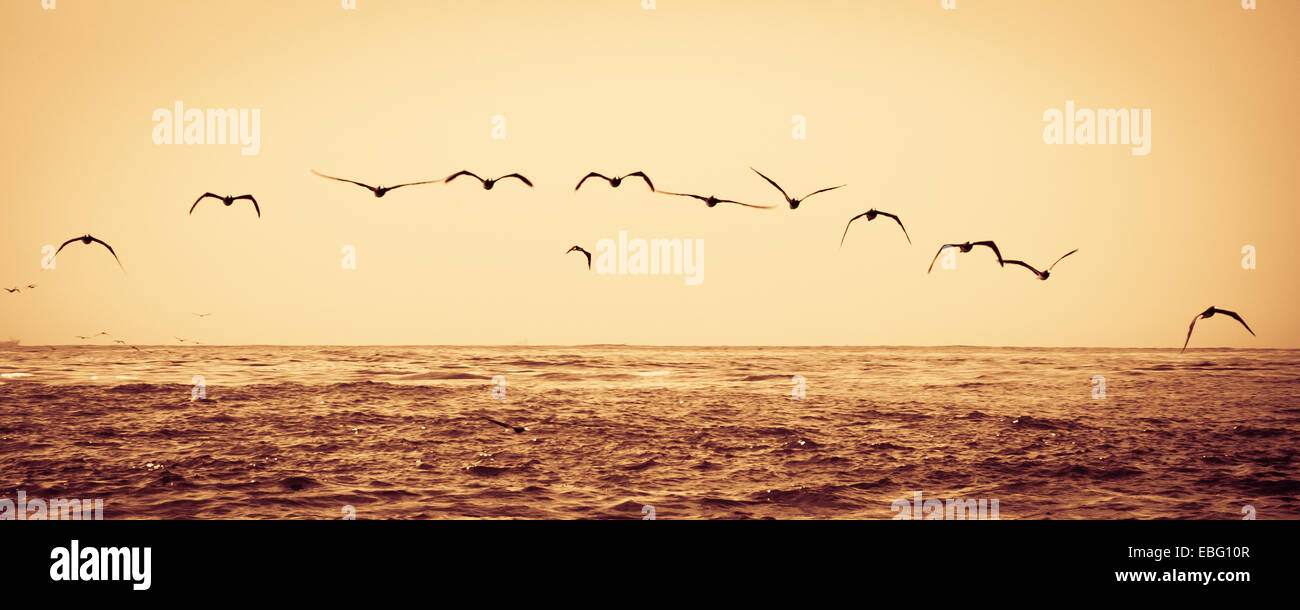 Stormo di uccelli volando sul mare al tramonto. Foto Stock