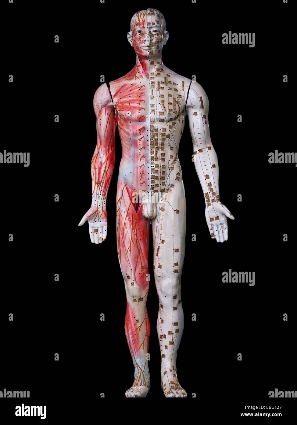 Uomo anatomiche e muscolo scheletrico dettaglio Foto Stock