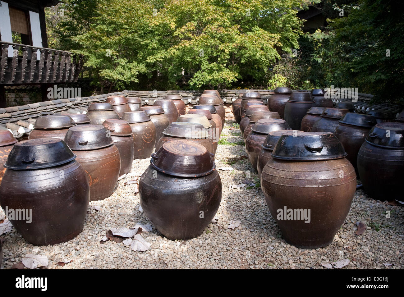 In Corea, la salsa di soia è stata tradizionalmente realizzati consentendo i fagioli di soia, mescolato con il lievito, a fermentare all'aperto in grandi urne cinerarie. Foto Stock