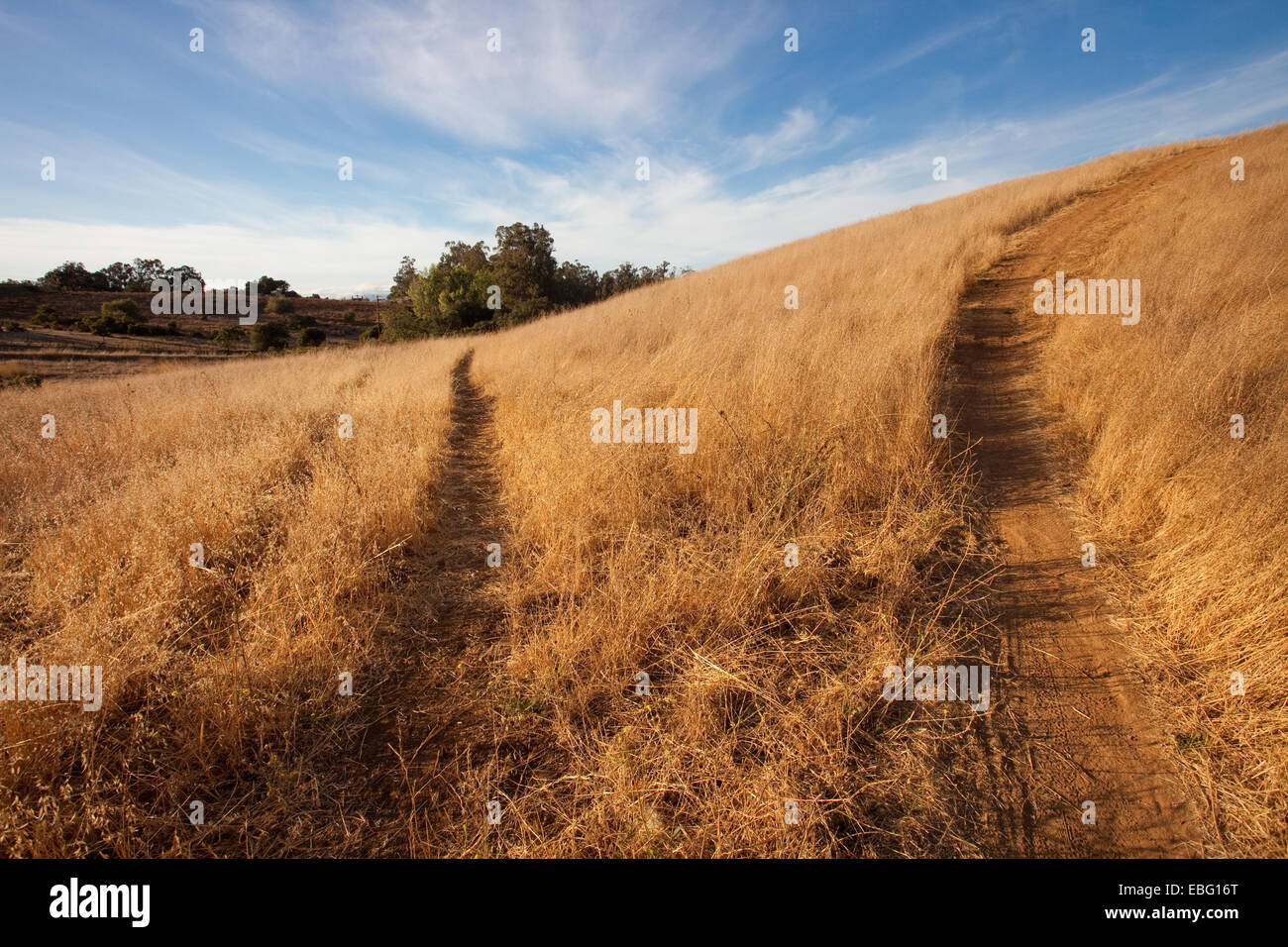 Due percorsi attraverso i campi di erba. Arastradero preservare, Palo Alto, California. Foto Stock