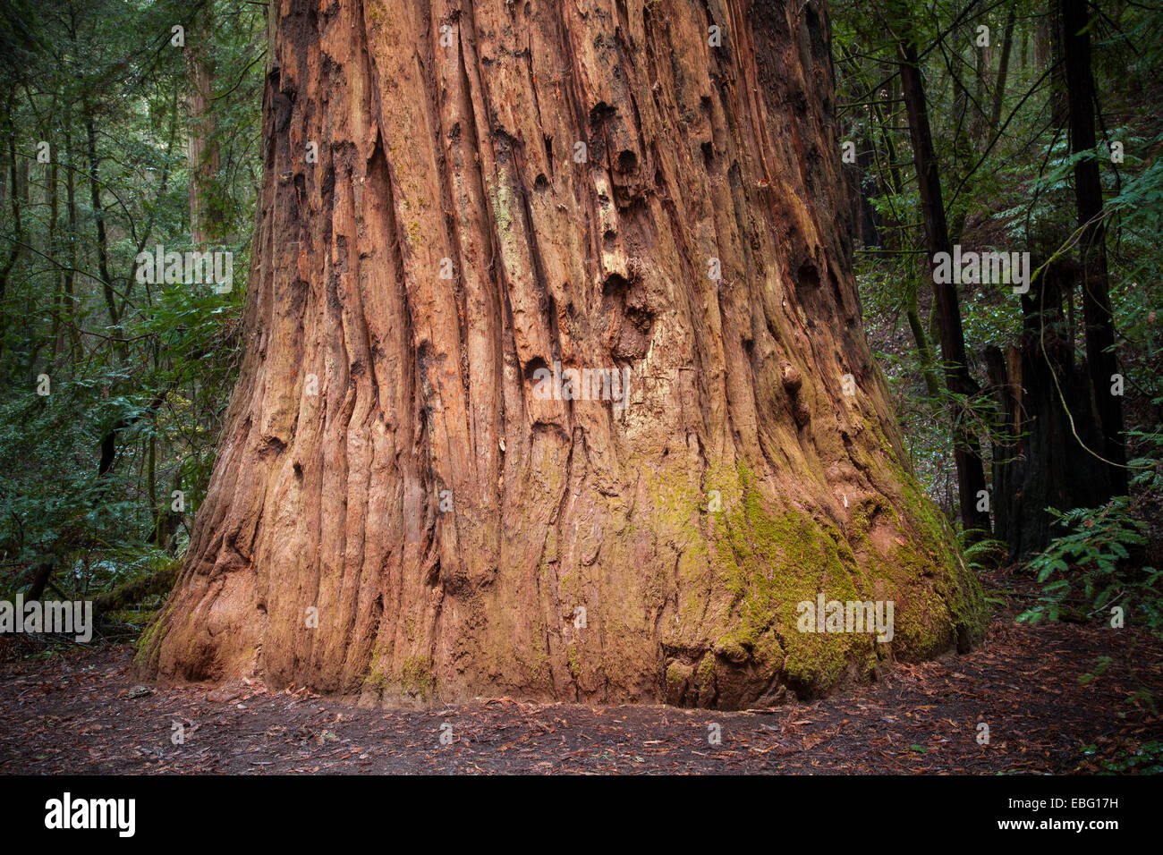 Il colonnello Armstrong albero. Armstrong Redwoods Riserva Naturale Statale Foto Stock
