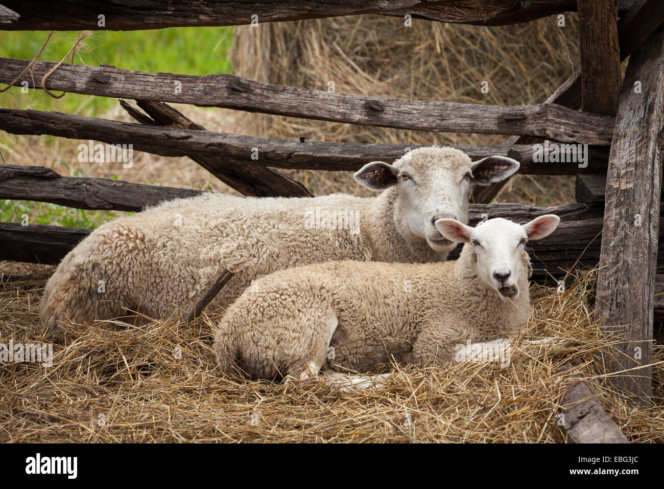 Pecore in Pioneer farm. Foto Stock