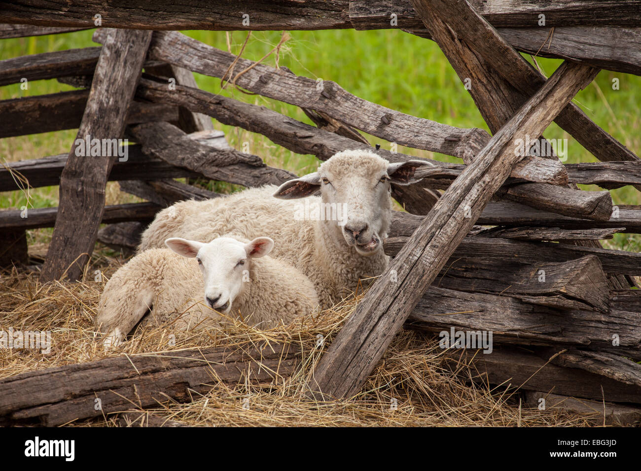 Pecore nel recinto. Foto Stock