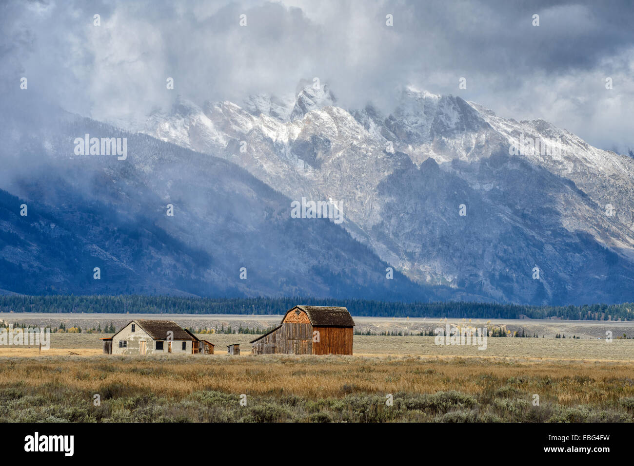 Il Mormon riga nel Parco Nazionale di Grand Teton durante l'autunno in Wyoming Foto Stock