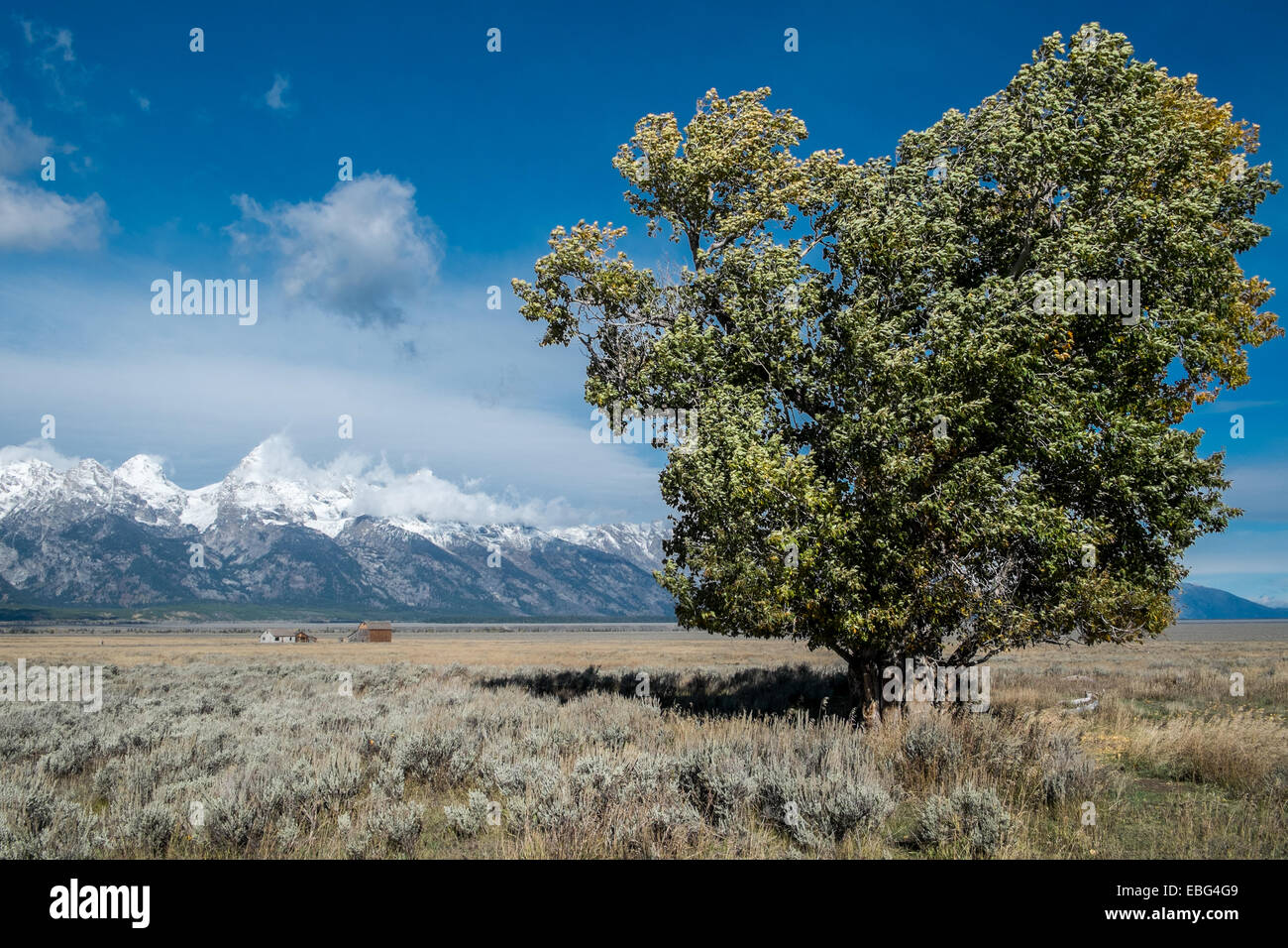 Antelope Flats in Grand Teton National Park durante l'autunno in Wyoming, STATI UNITI D'AMERICA Foto Stock