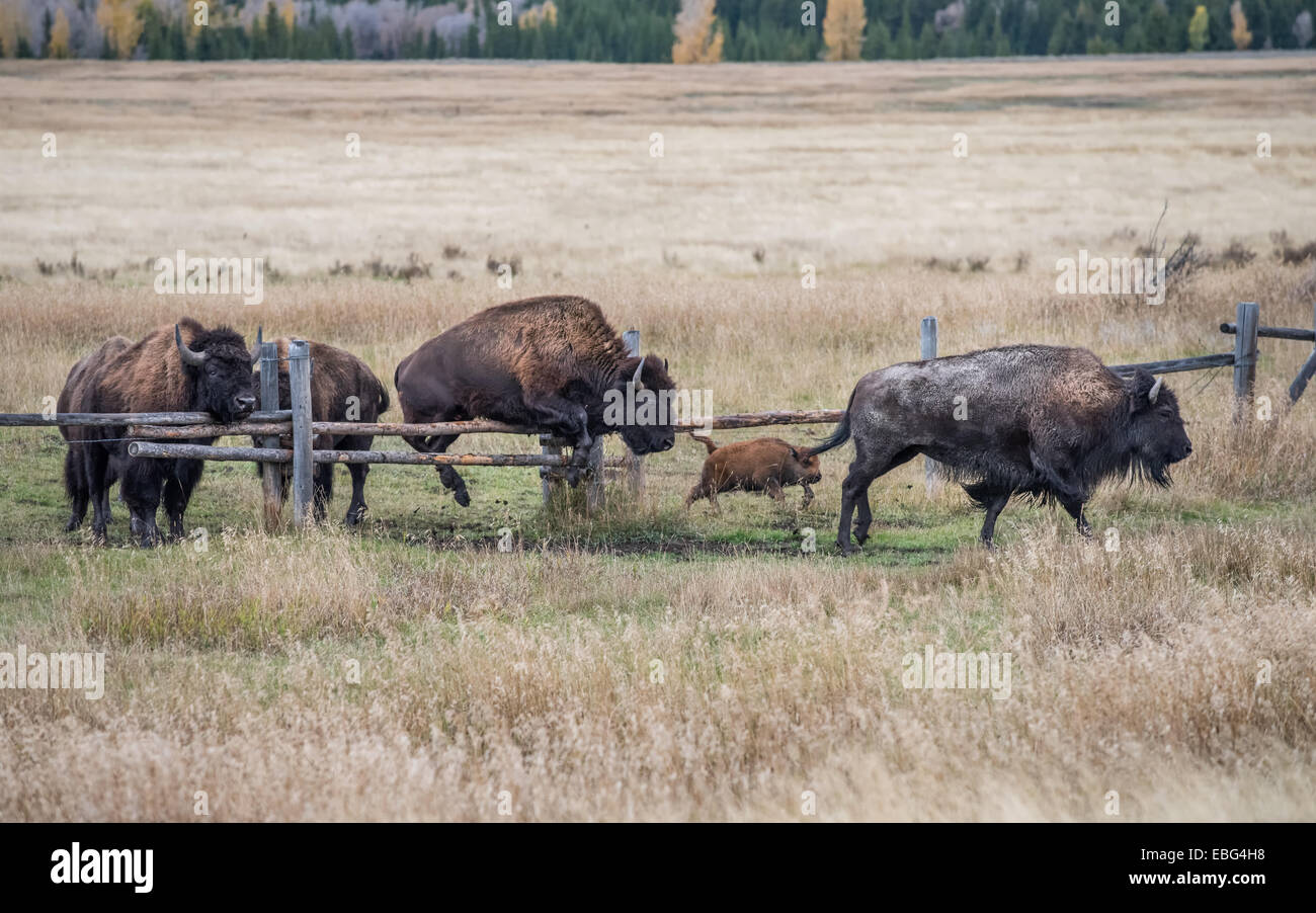 Bisonti americani il roaming in Grand Teton National Park, Wyoming. Foto Stock