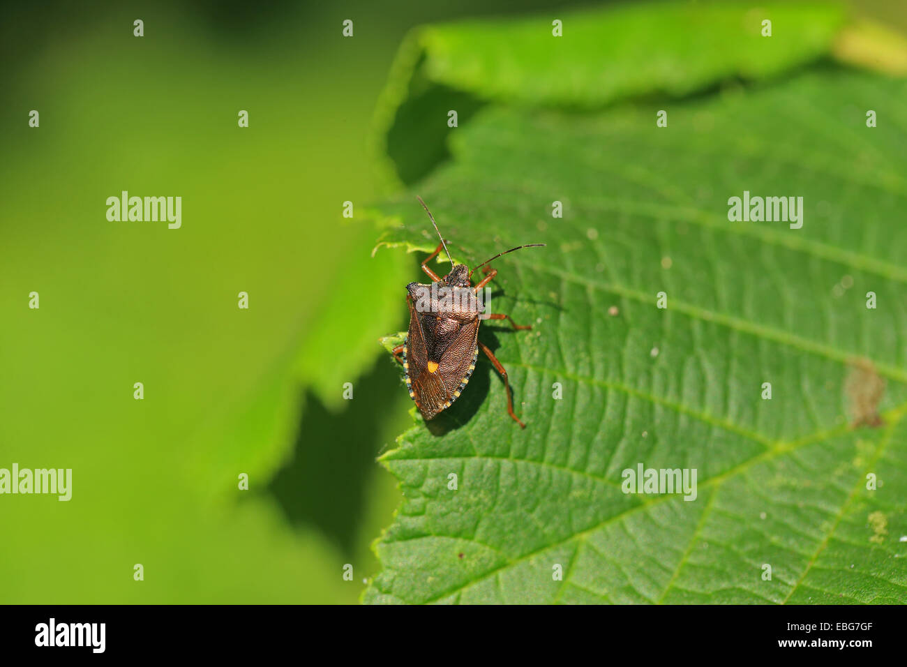 Red-gambe (Shieldbug Pentatoma rufipes) Foto Stock