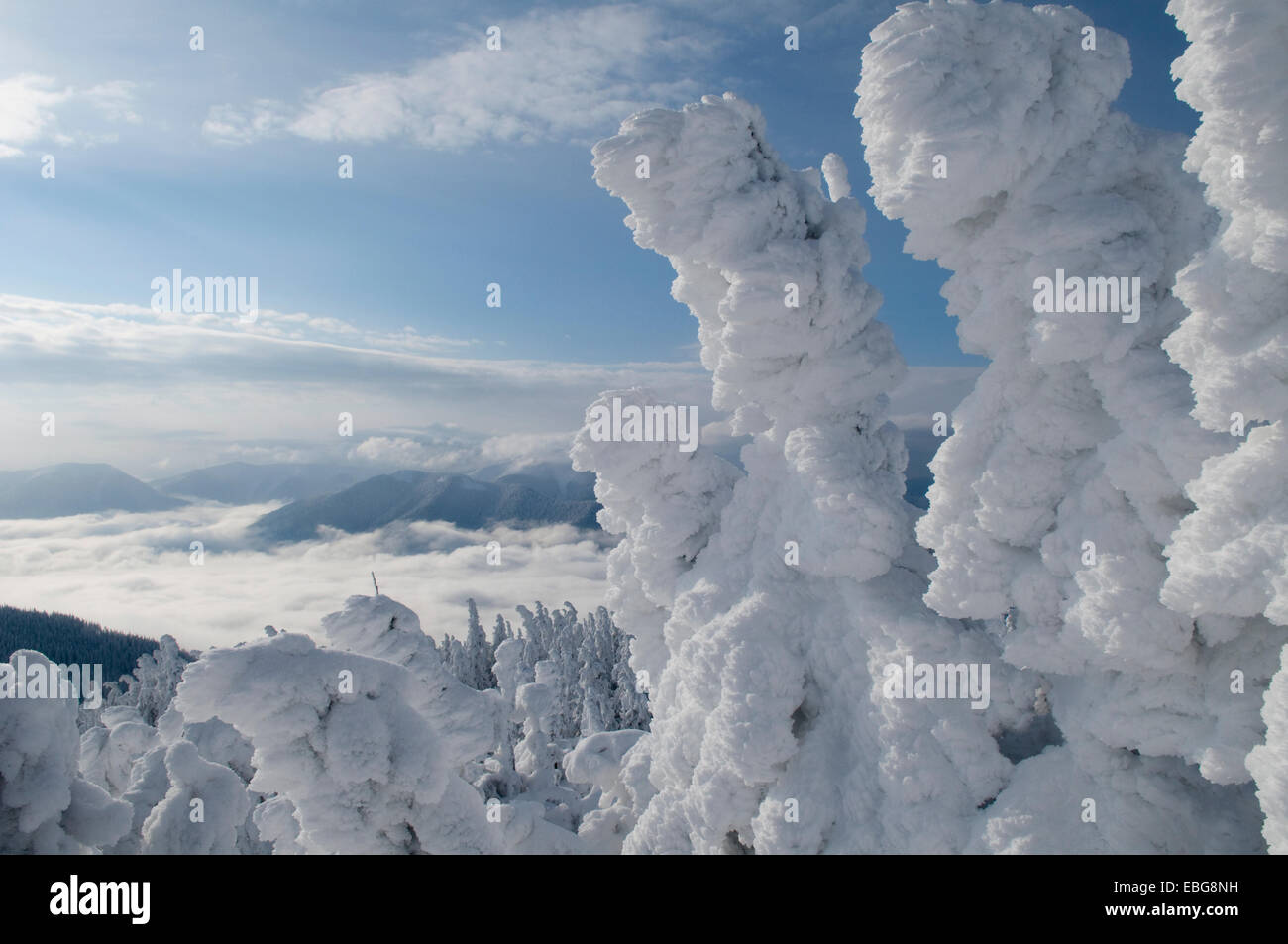 Neve, vento e brina opera meraviglie. Smerigliati alberi sono in primo piano; le nuvole, le montagne e la foresta sono in background. Foto Stock