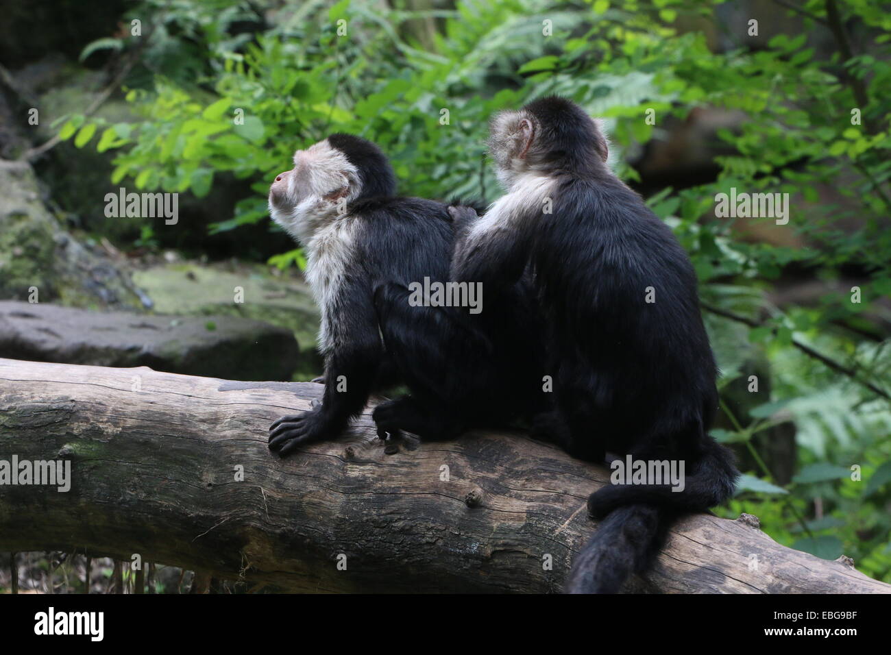 Due toelettatura bianco-testa scimmie cappuccine ( Cebus capucinus) su un ramo. aka bianco-fronte o bianco-throated scimmia cappuccino Foto Stock