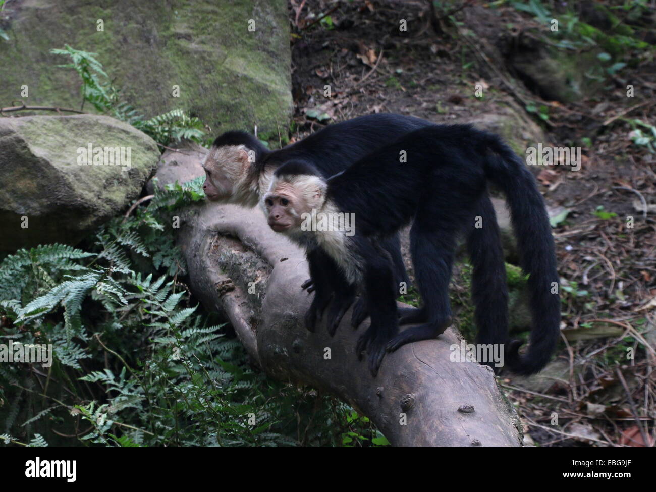 Due bianchi con testa di scimmie cappuccine ( Cebus capucinus) in posa insieme a.k.a. bianco-fronte o bianco-throated scimmia cappuccino Foto Stock