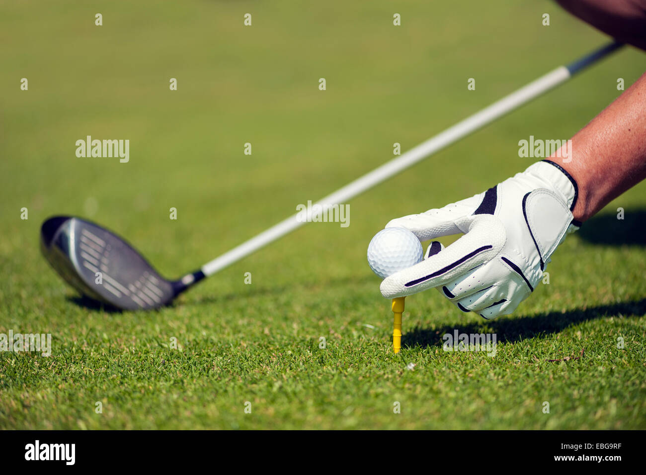 Mano con un guanto mettendo una pallina da golf su un raccordo a T, Golfclub Schloss Myllendonk, Korschenbroich, Nord Reno-Westfalia, Germania Foto Stock