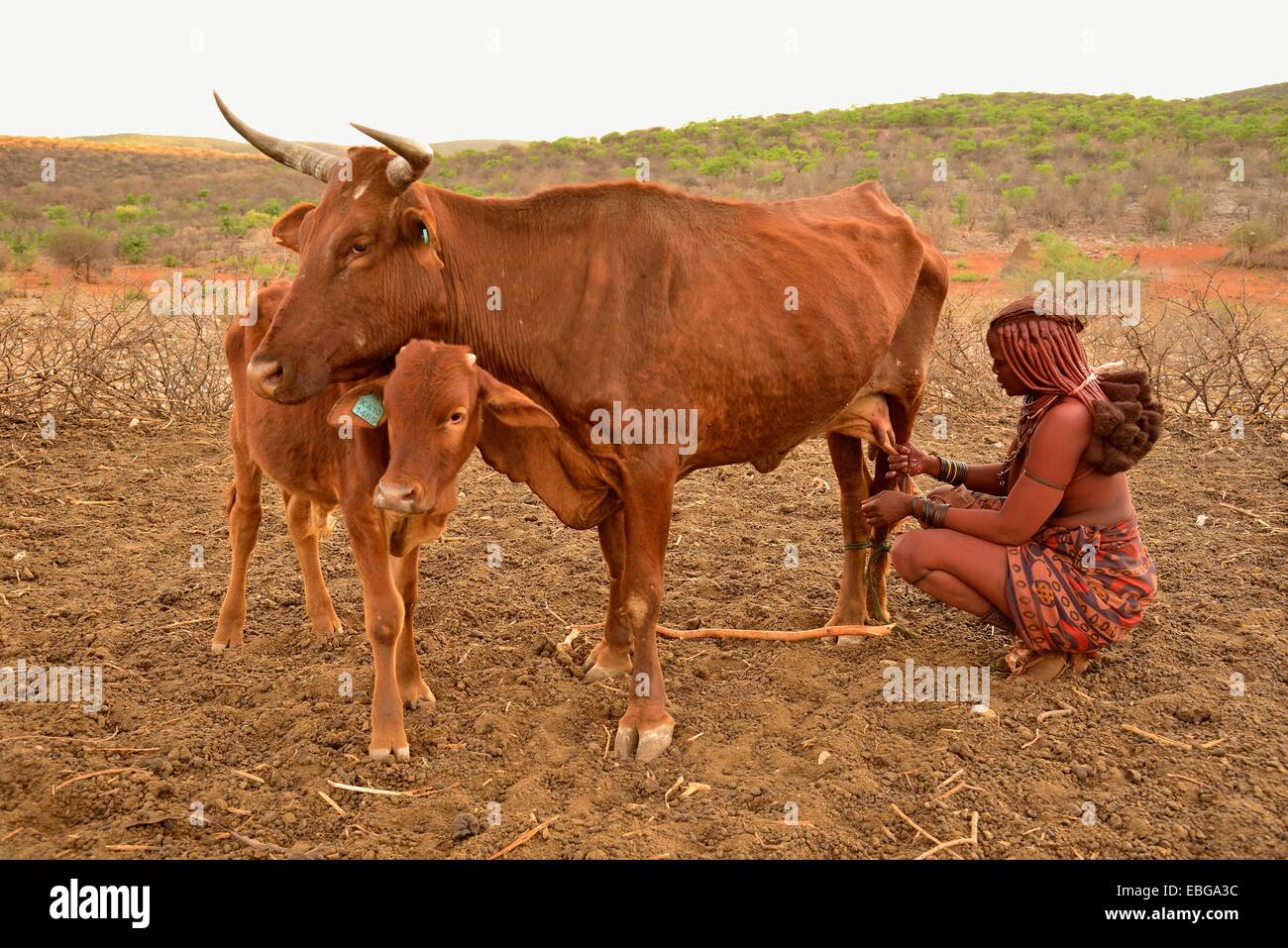 Donna Himba mungitura di una mucca, Ombombo, Kaokoland, Kunene, Namibia Foto Stock