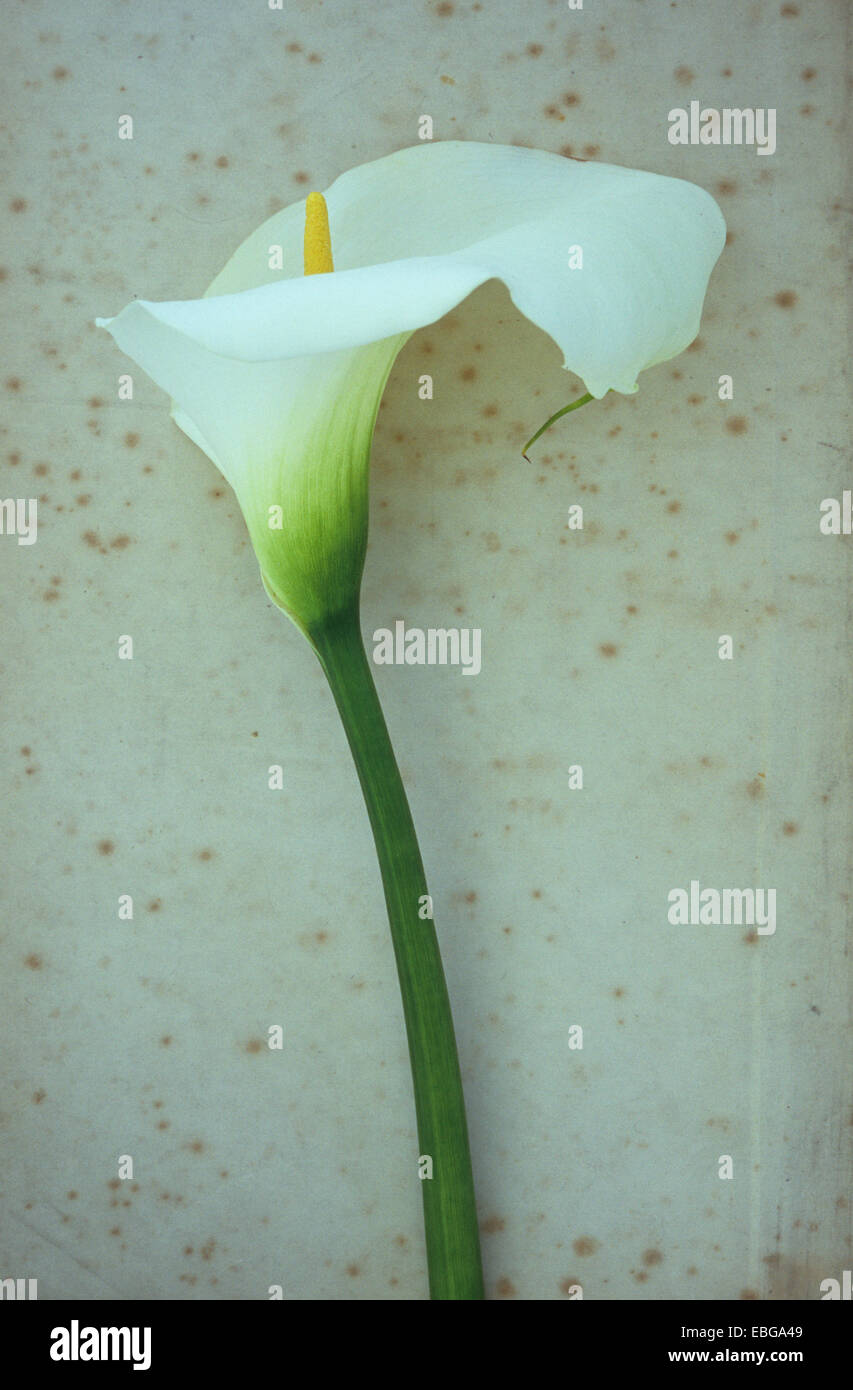 Unico fiore bianco di Arum lily o Calla Lily o Zantedeschia aethiopica giacente su carta antica Foto Stock