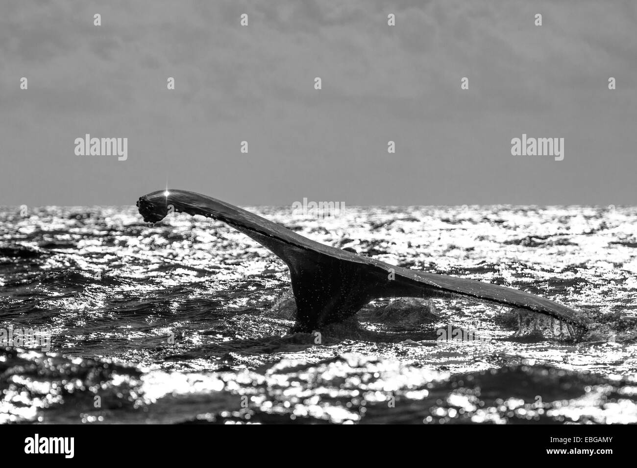 Humpback Whale (Megaptera novaeangliae), Fluke, Silverbanks, Repubblica Dominicana Foto Stock