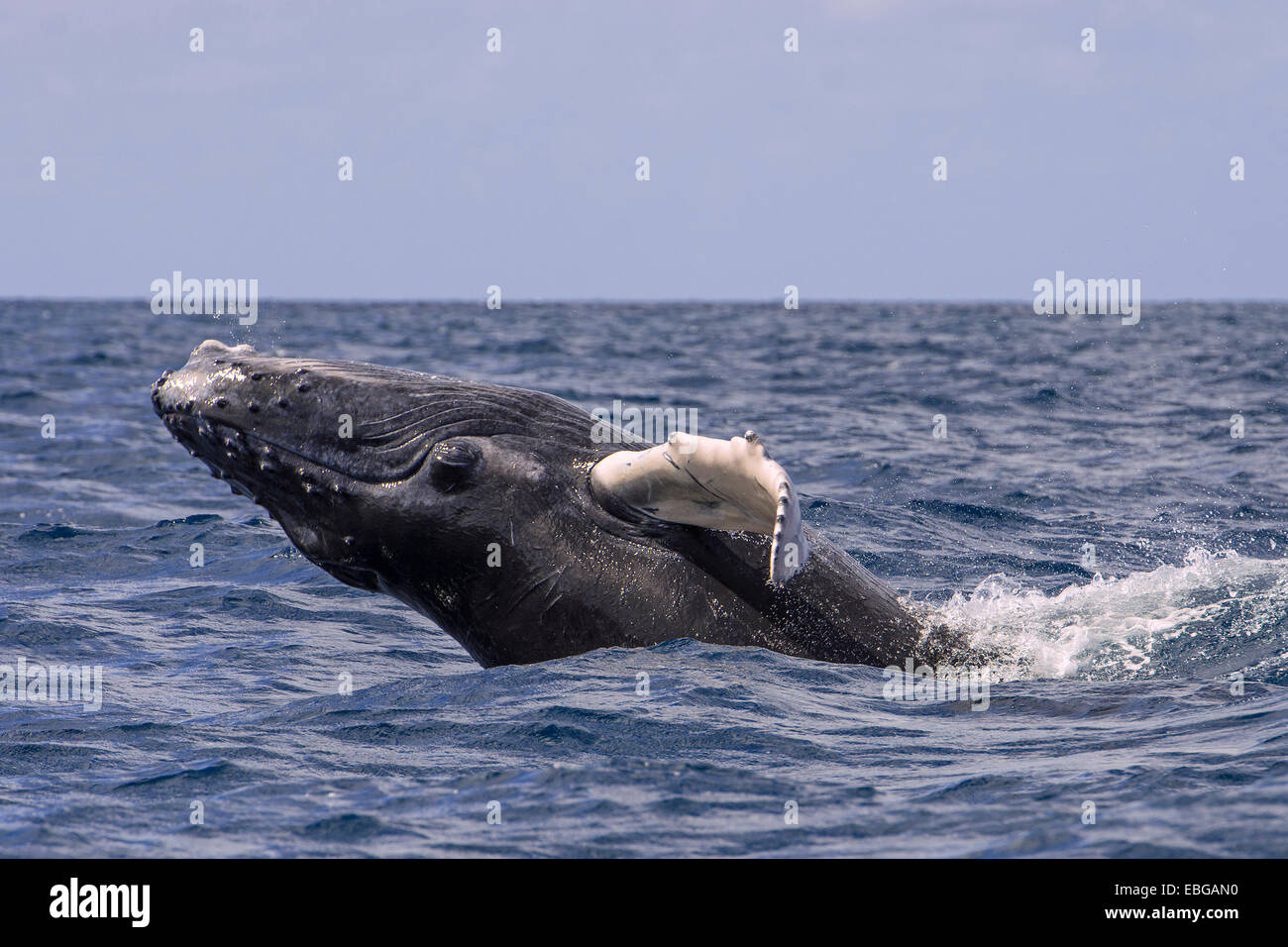 Humpback Whale (Megaptera novaeangliae), Argento banche, Repubblica Dominicana Foto Stock