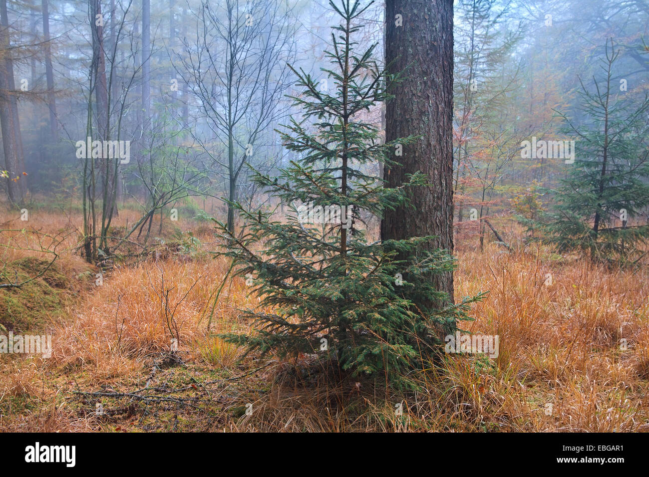 Albero di abete rosso in misty foresta di autunno Foto Stock