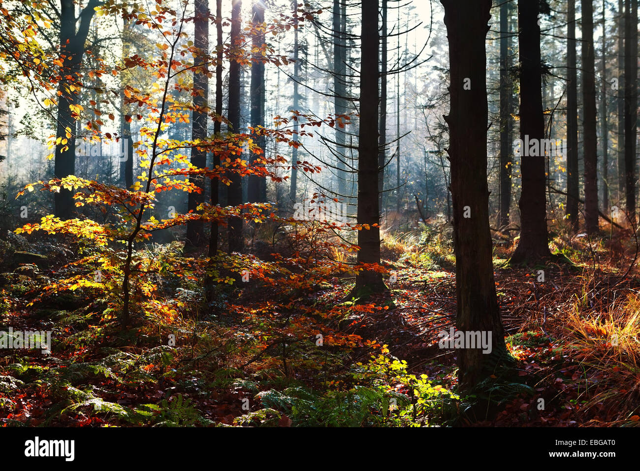 La luce del sole in autunno dorato foresta, Paesi Bassi Foto Stock