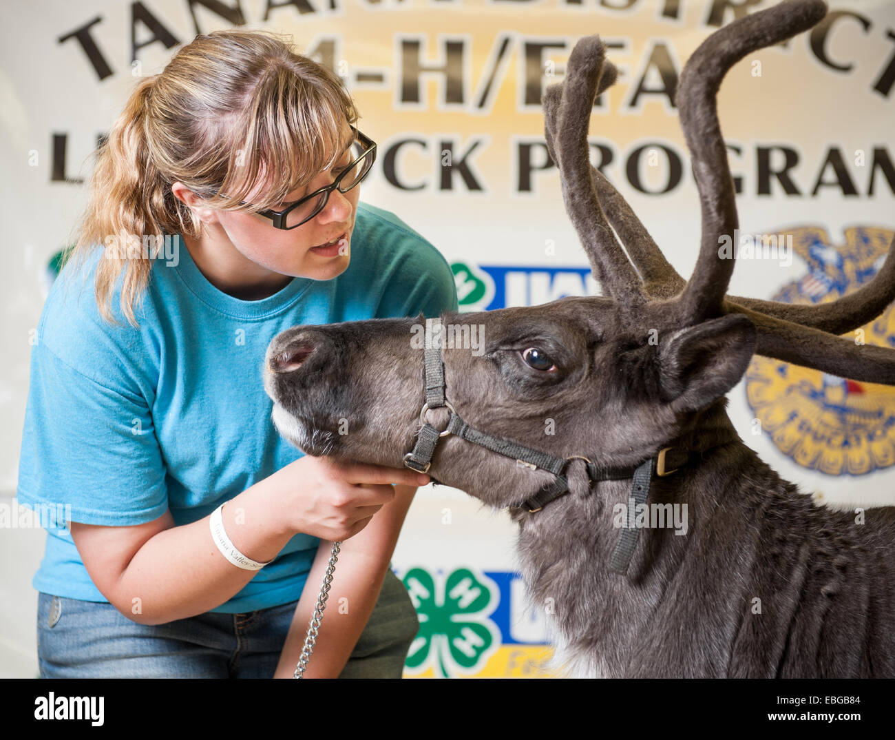Ragazza con champion renne (Rangifer tarandus) a Tanana State Fair a Fairbanks Alaska Foto Stock