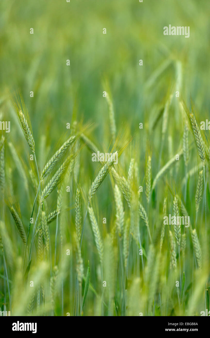 Grainfield con orecchie immaturi di segala (Secale cereale), Aschheim, Alta Baviera, Baviera, Germania Foto Stock