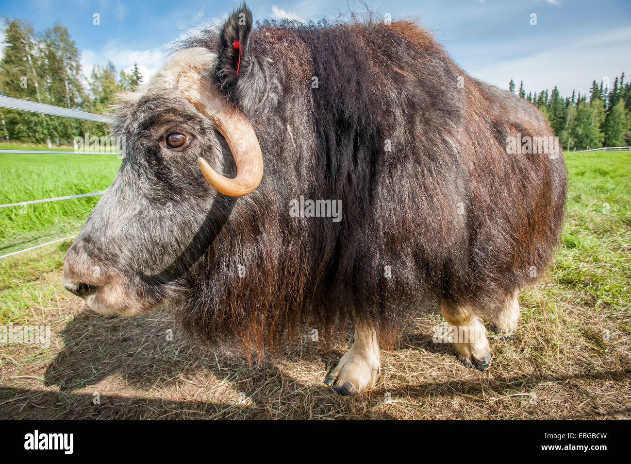 Ritratto di un muschio ox (Ovibos moschatus) Foto Stock