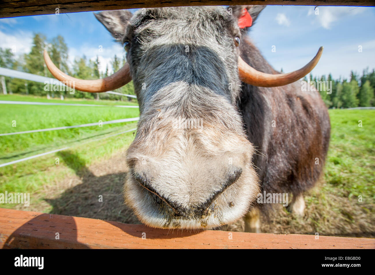 Ritratto di un muschio ox (Ovibos moschatus) Foto Stock
