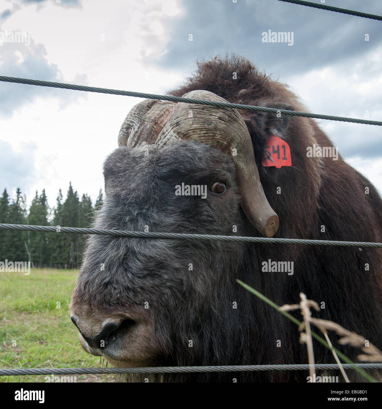 Ritratto di un maschio di muschio ox (Ovibos moschatus) Foto Stock