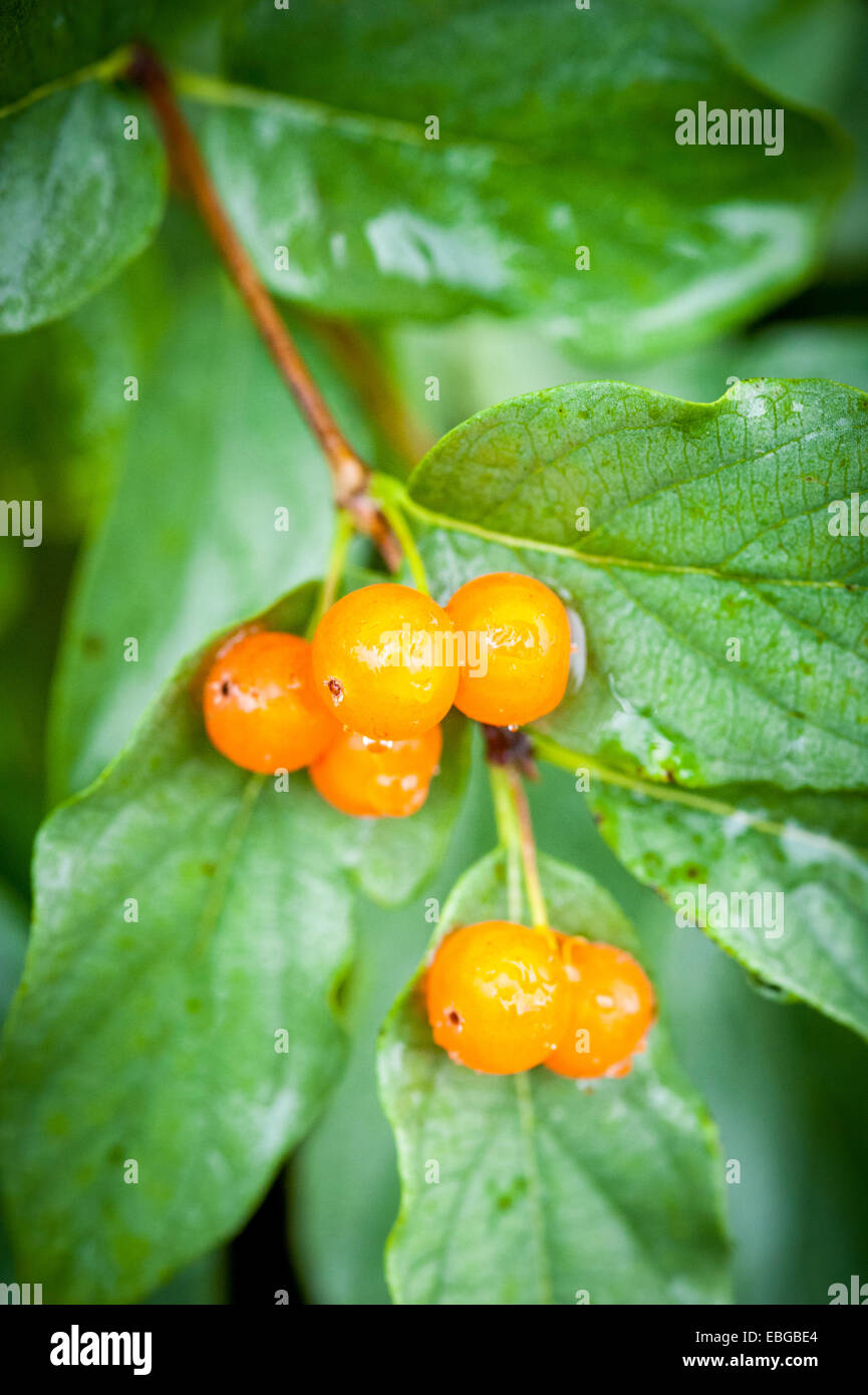 Bacche di colore arancione (bacca) cresce in un Alaskan giardino botanico Foto Stock