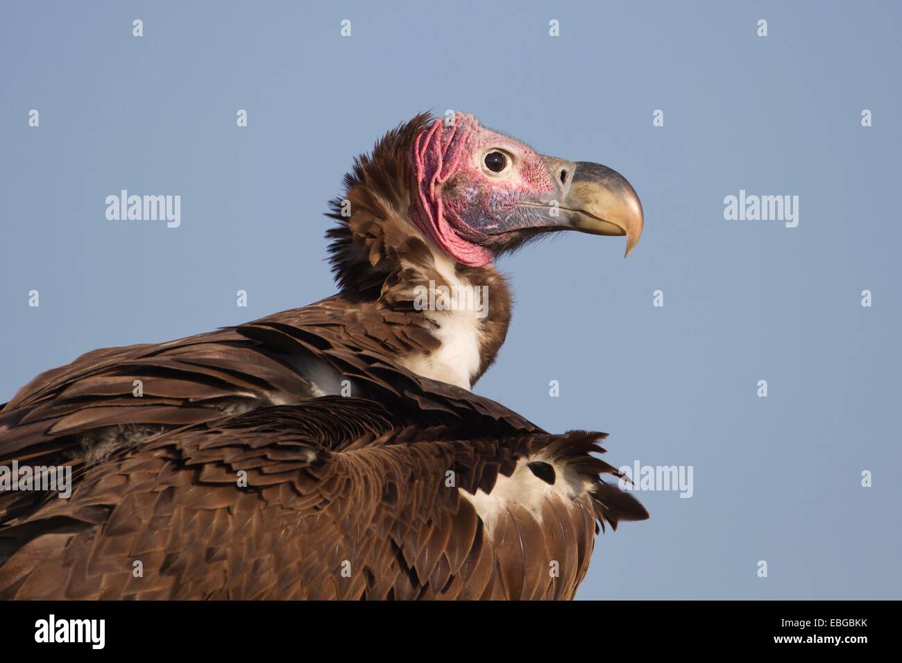 Falda-fronte o avvoltoio avvoltoio Nubiano (Torgos tracheliotus), Kenya Foto Stock