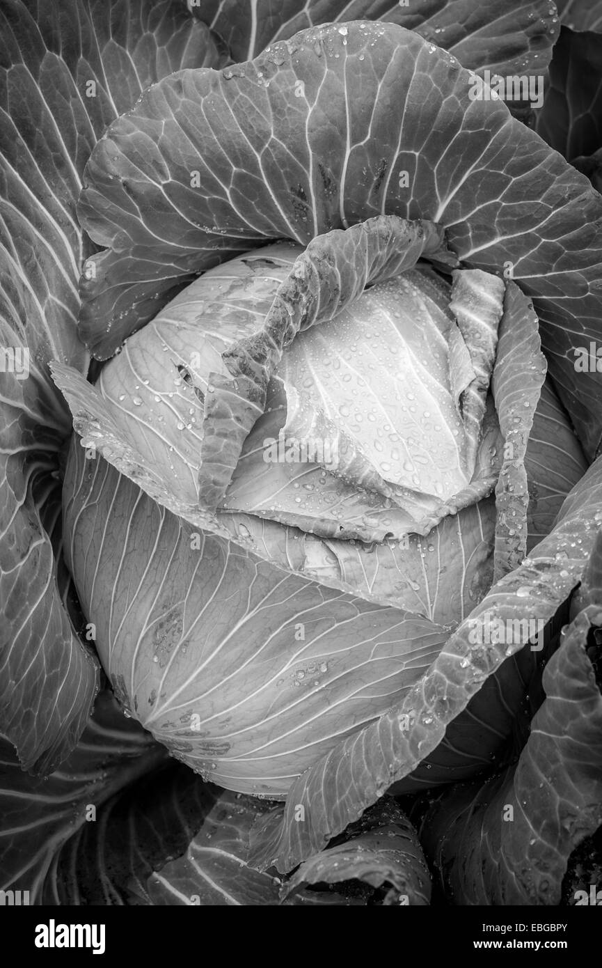 Cavolo (Brassica oleracea) coperto di rugiada shot dal di sopra Foto Stock