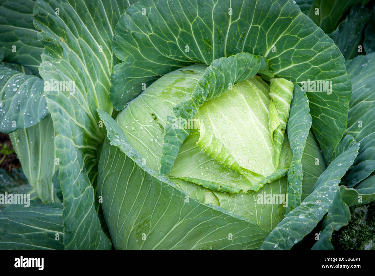 Cavolo (Brassica oleracea) coperto di rugiada shot dal di sopra Foto Stock