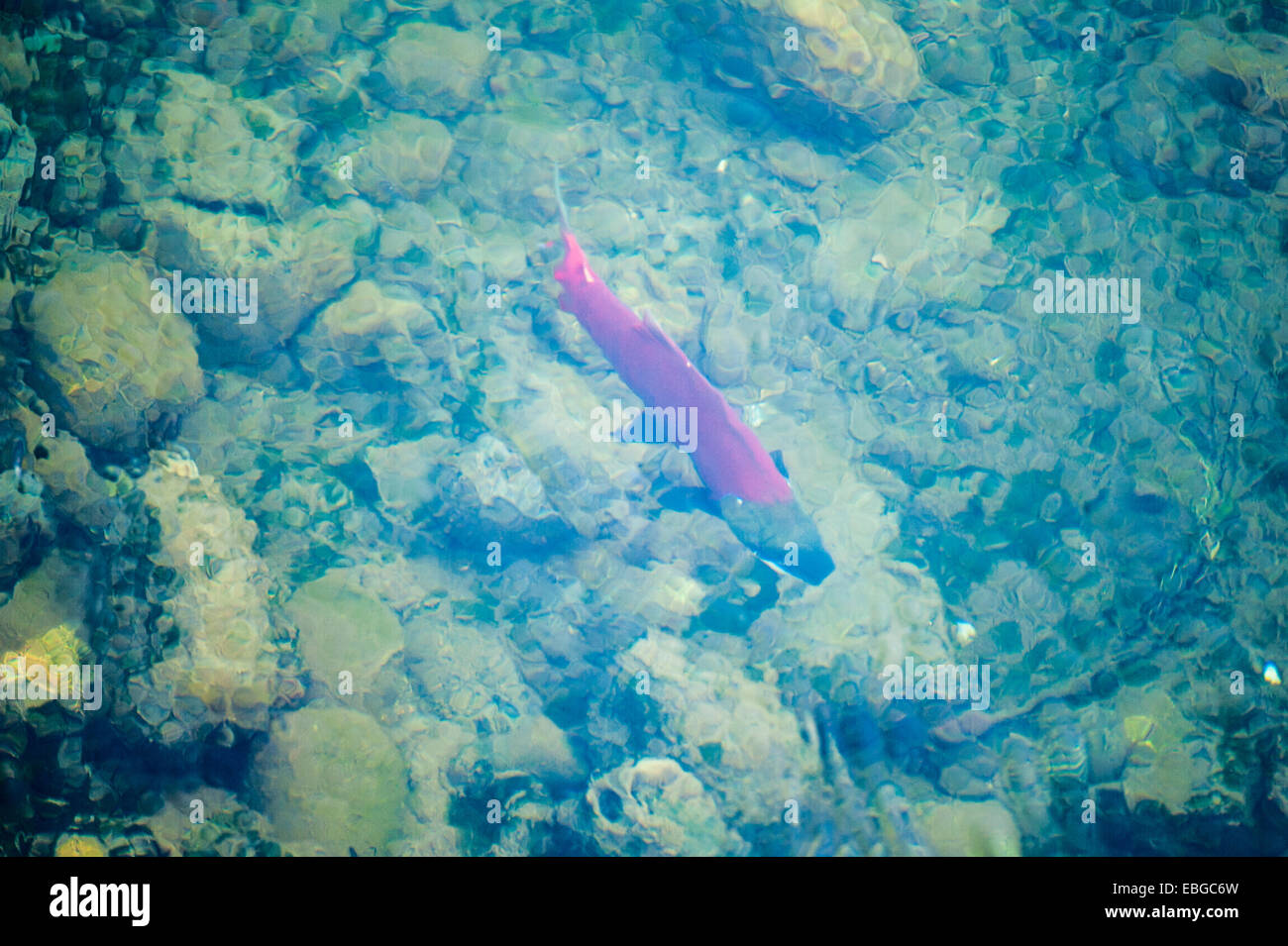 Il salmone selvatico nuotare nel fiume Alaska Foto Stock