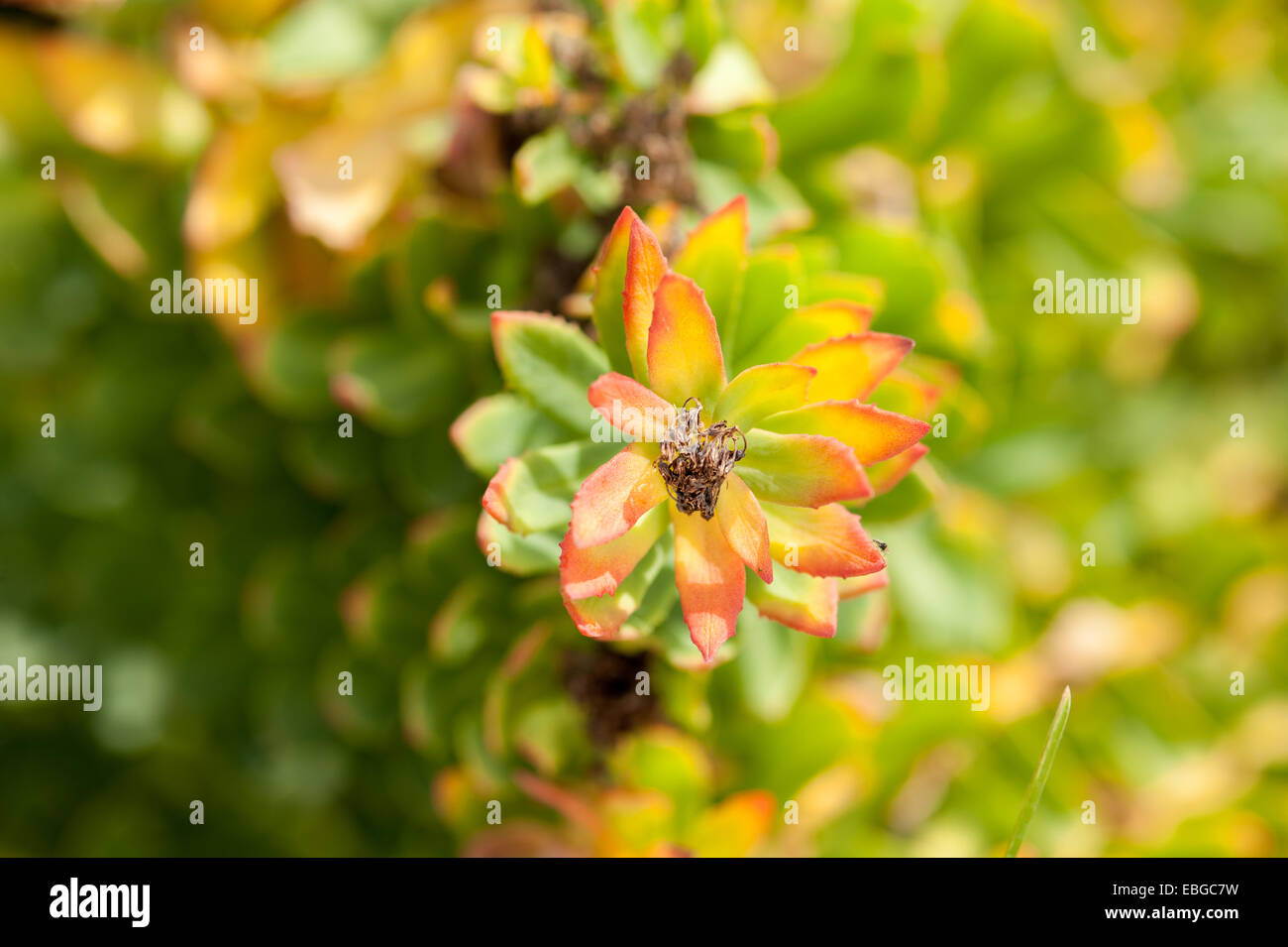 Crescita fresco rhodiola (Rhodiola rosea) Foto Stock