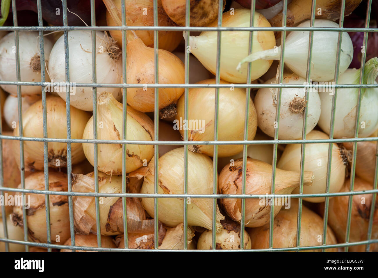 Cesto pieno di cipolle (Allium cepa) Foto Stock