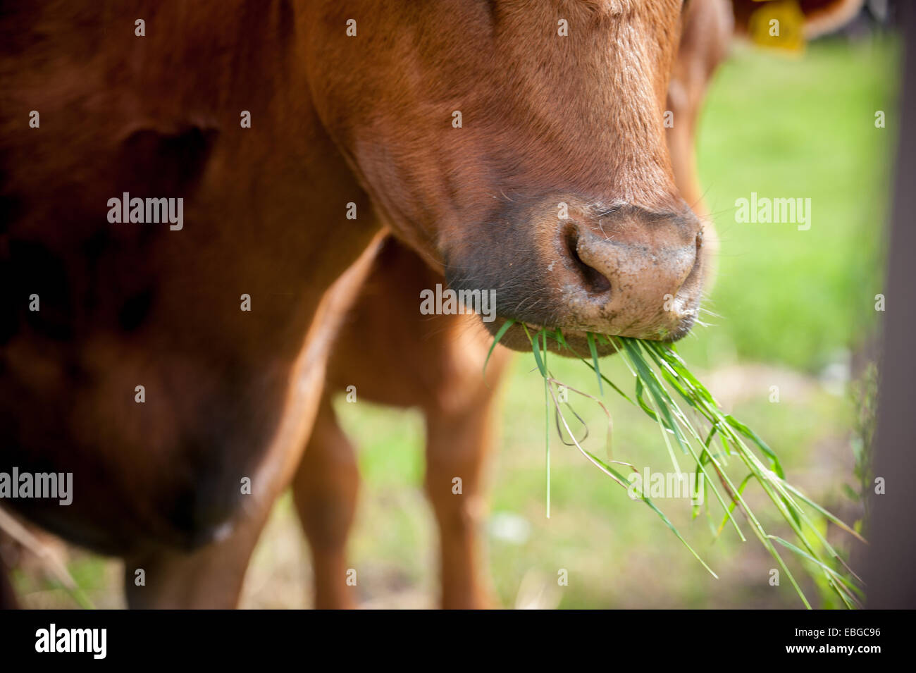 Bovini (Bos primigenius) mangiare erba Foto Stock