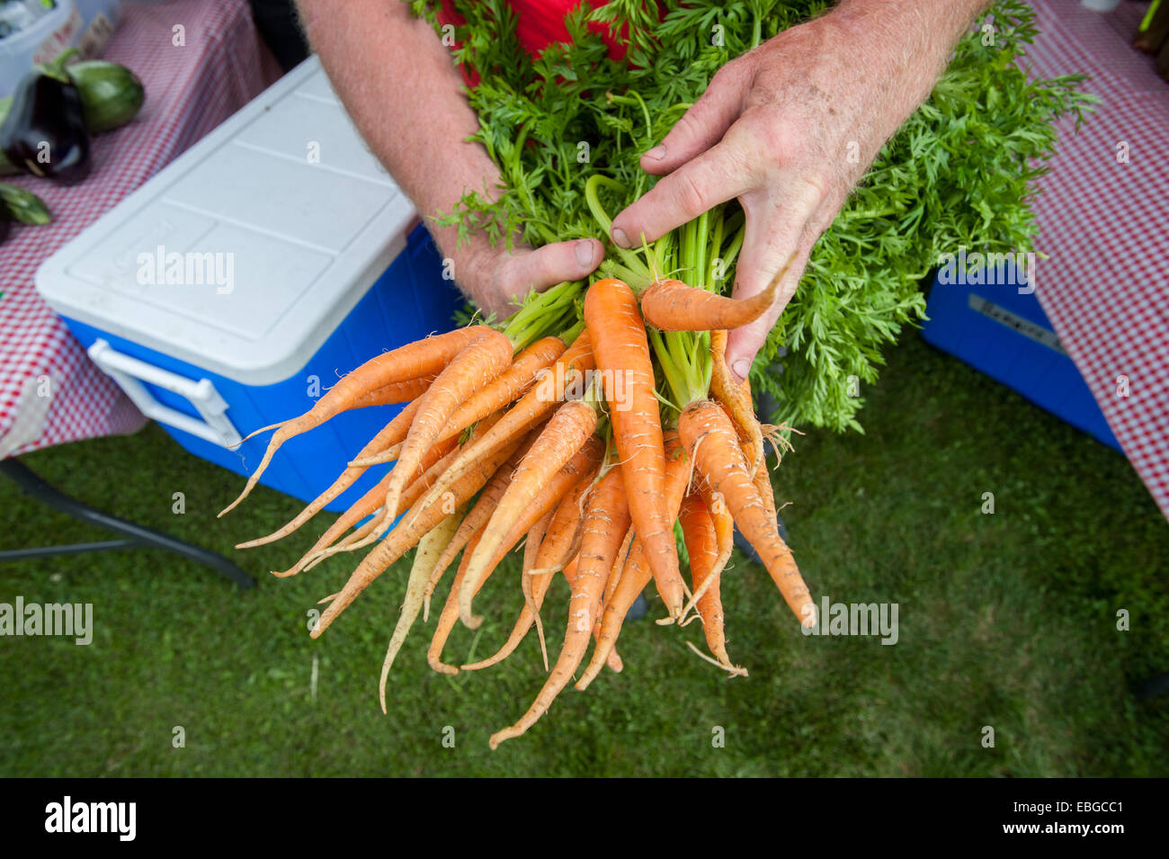Uomo con un fascio di appena raccolto le carote (carota) Foto Stock