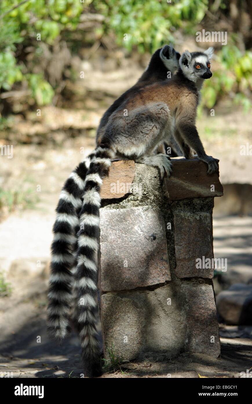 Lemure Aligned familiari Foto Stock