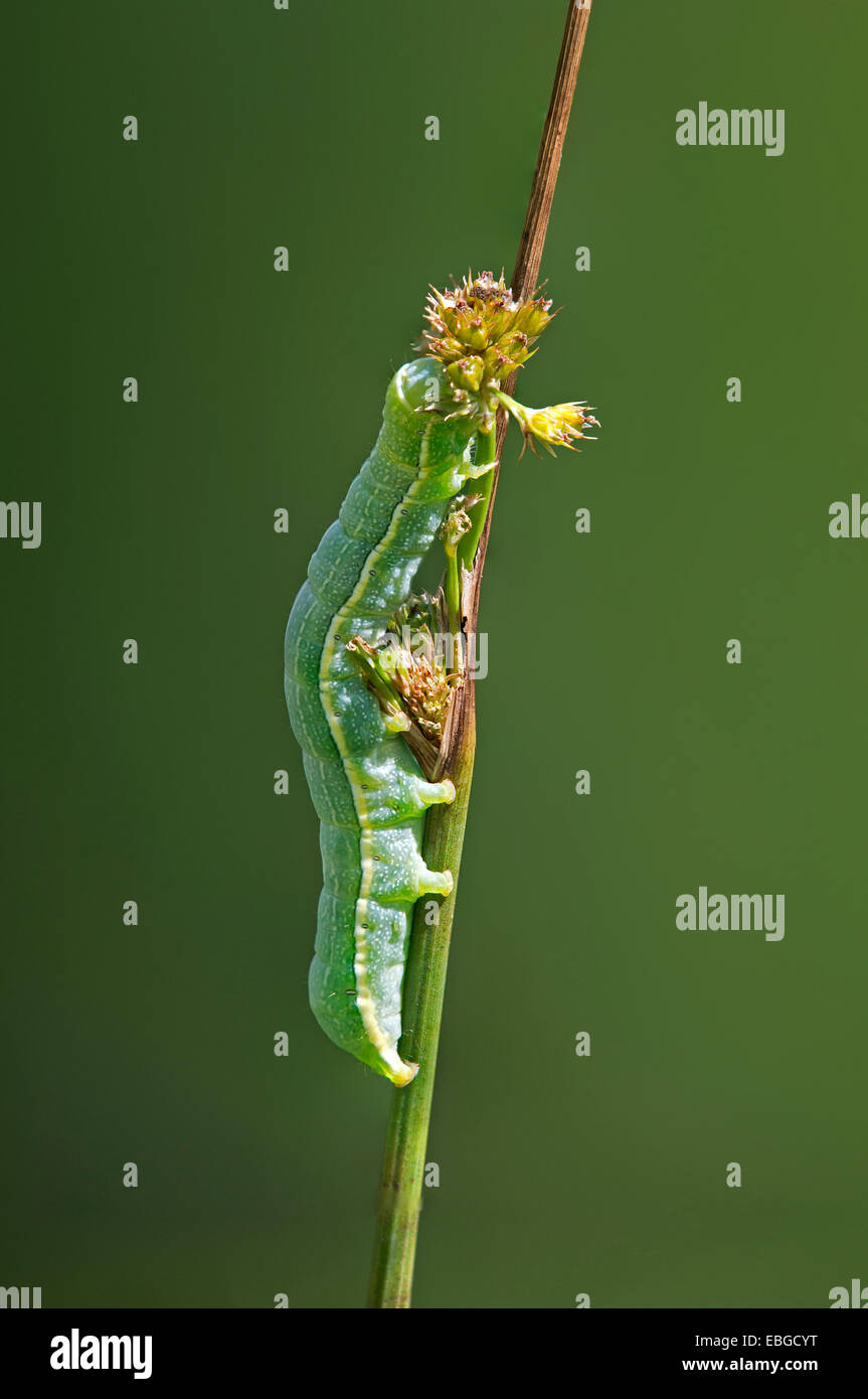 Offuscato scialbi (Orthosia incerta), Caterpillar, Versoix, Cantone di Ginevra, Svizzera Foto Stock