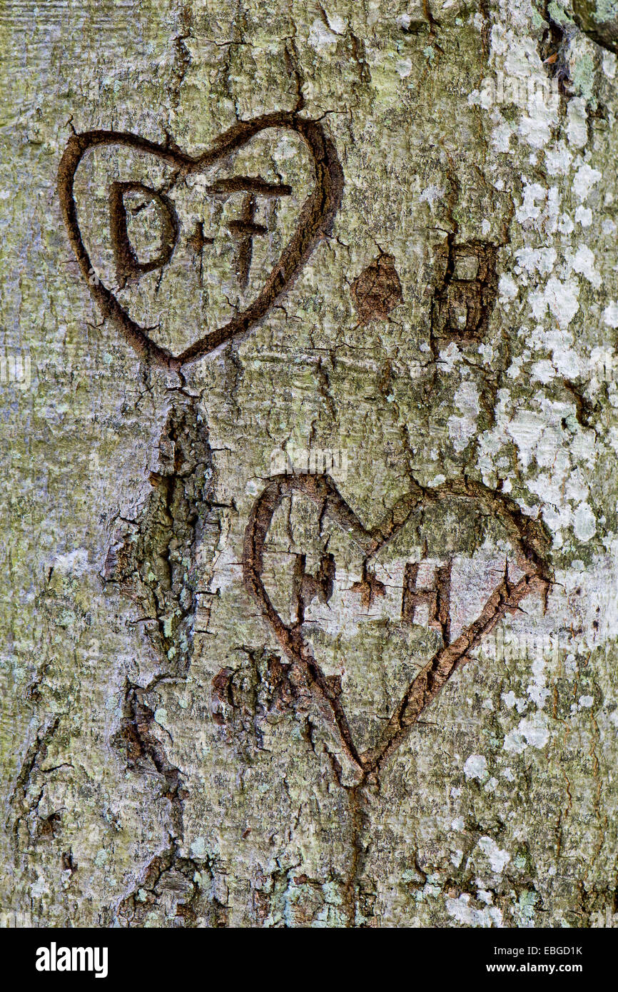 Cuori con le lettere D e F e H e H, scolpito in una corteccia di albero, Baviera, Germania Foto Stock