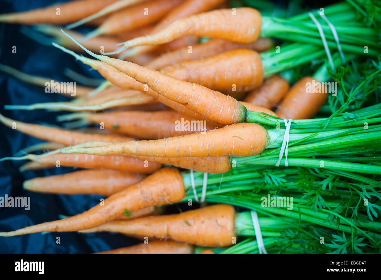 Fasci di appena raccolto le carote Foto Stock